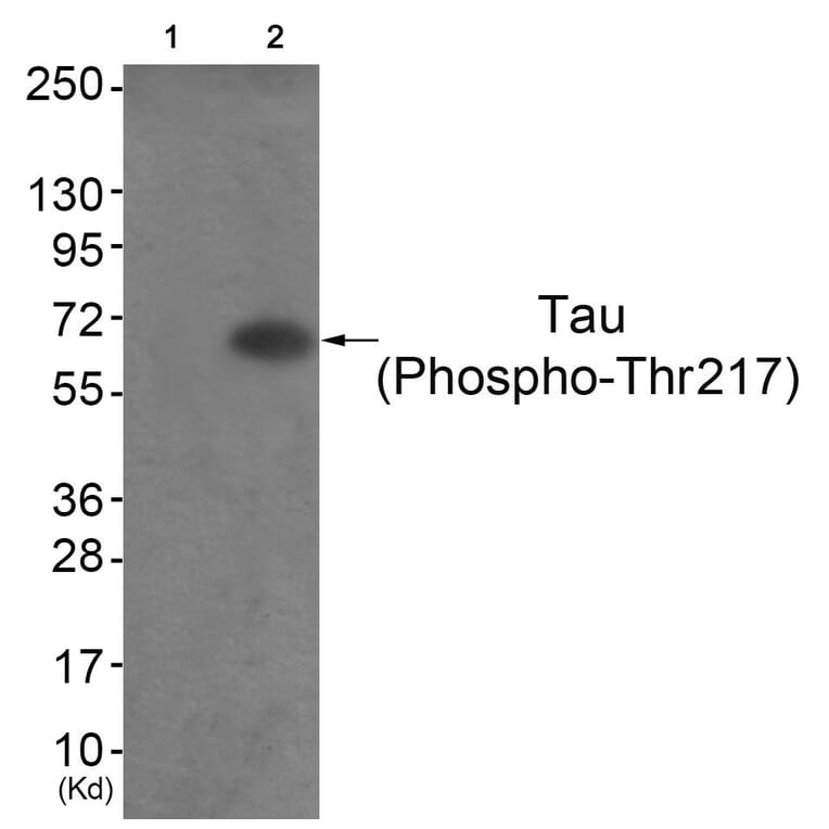 Western blot - Tau (Phospho-Thr217) Antibody from Signalway Antibody (11724) - Antibodies.com