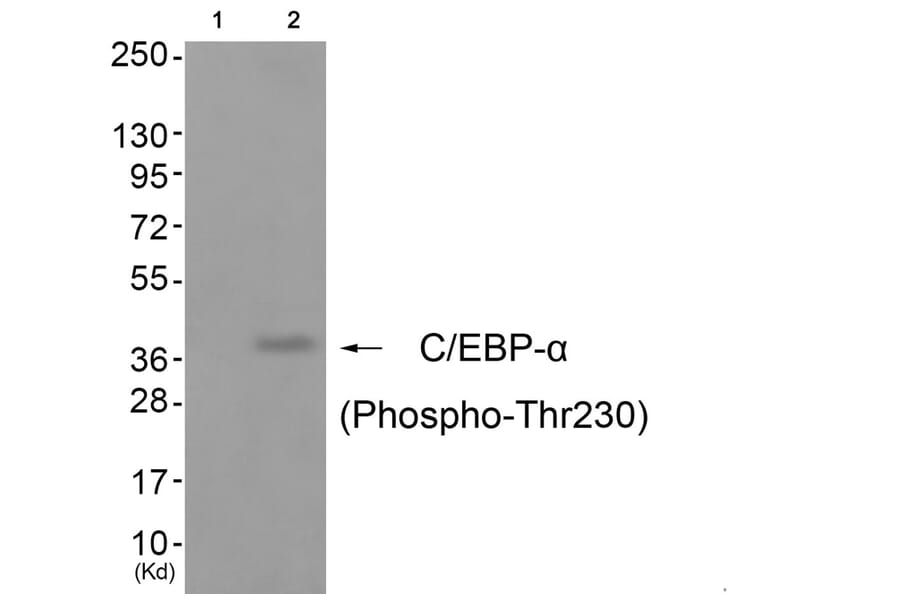 Western blot - C/EBP-α (Phospho-Thr230) Antibody from Signalway Antibody (11788) - Antibodies.com
