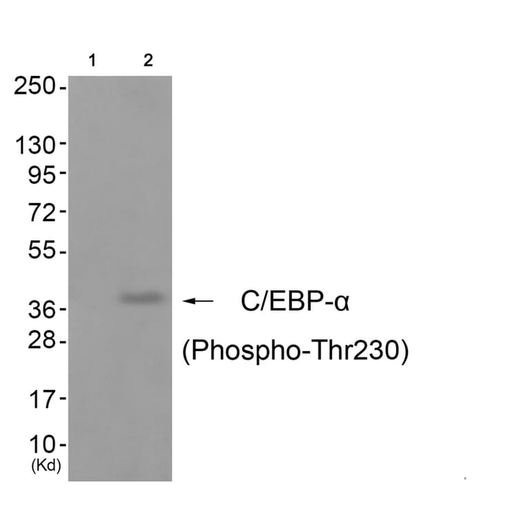 Western blot - C/EBP-α (Phospho-Thr230) Antibody from Signalway Antibody (11788) - Antibodies.com