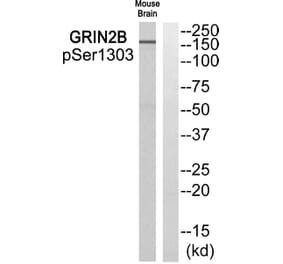 Western blot - GRIN2B (Phospho-Ser1303) Antibody from Signalway Antibody (11821) - Antibodies.com
