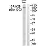 Western blot - GRIN2B (Phospho-Ser1303) Antibody from Signalway Antibody (11821) - Antibodies.com