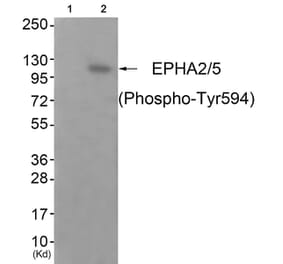 Western blot - EPHA2/5 (Phospho-Tyr594) Antibody from Signalway Antibody (11833) - Antibodies.com