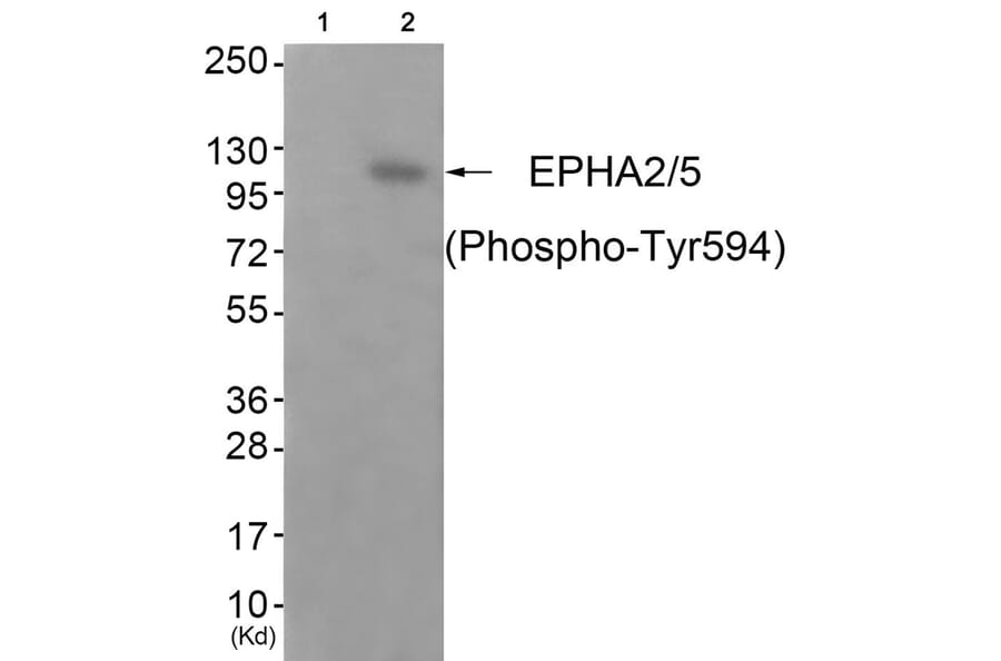 Western blot - EPHA2/5 (Phospho-Tyr594) Antibody from Signalway Antibody (11833) - Antibodies.com