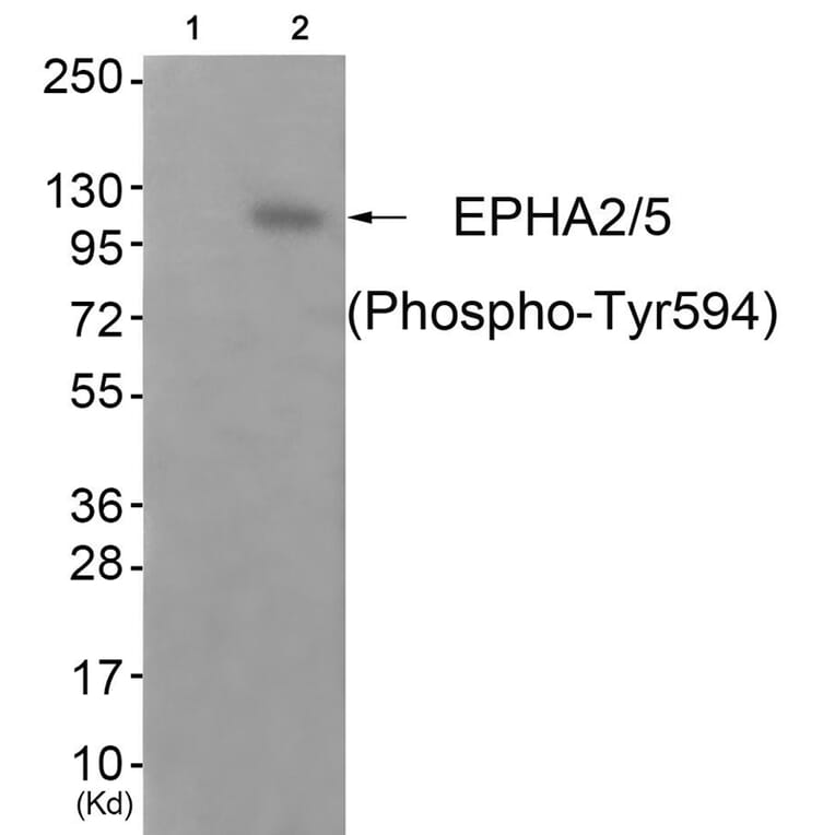 Western blot - EPHA2/5 (Phospho-Tyr594) Antibody from Signalway Antibody (11833) - Antibodies.com