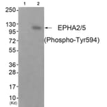 Western blot - EPHA2/5 (Phospho-Tyr594) Antibody from Signalway Antibody (11833) - Antibodies.com