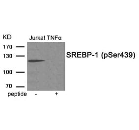 Western blot - SREBP-1 (Phospho-Ser439) Antibody from Signalway Antibody (11951) - Antibodies.com