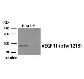Western blot - VEGFR1 (Phospho-Tyr1213) Antibody from Signalway Antibody (11985) - Antibodies.com
