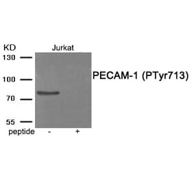 Western blot - PECAM-1 (Phospho-Tyr713) Antibody from Signalway Antibody (11995) - Antibodies.com