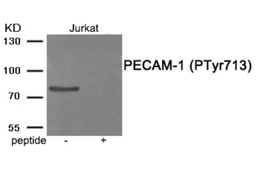 Western blot - PECAM-1 (Phospho-Tyr713) Antibody from Signalway Antibody (11995) - Antibodies.com