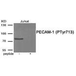 Western blot - PECAM-1 (Phospho-Tyr713) Antibody from Signalway Antibody (11995) - Antibodies.com