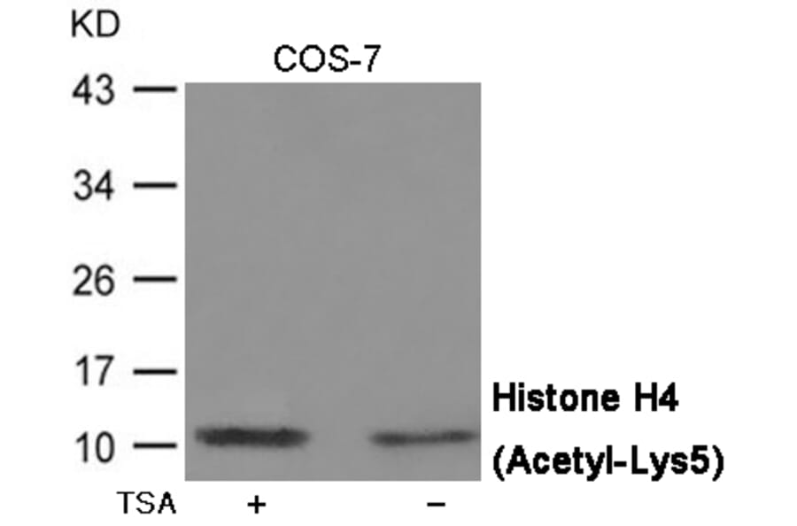 Western blot - Histone H4 (Acetyl-Lys5) Antibody from Signalway Antibody (12070) - Antibodies.com