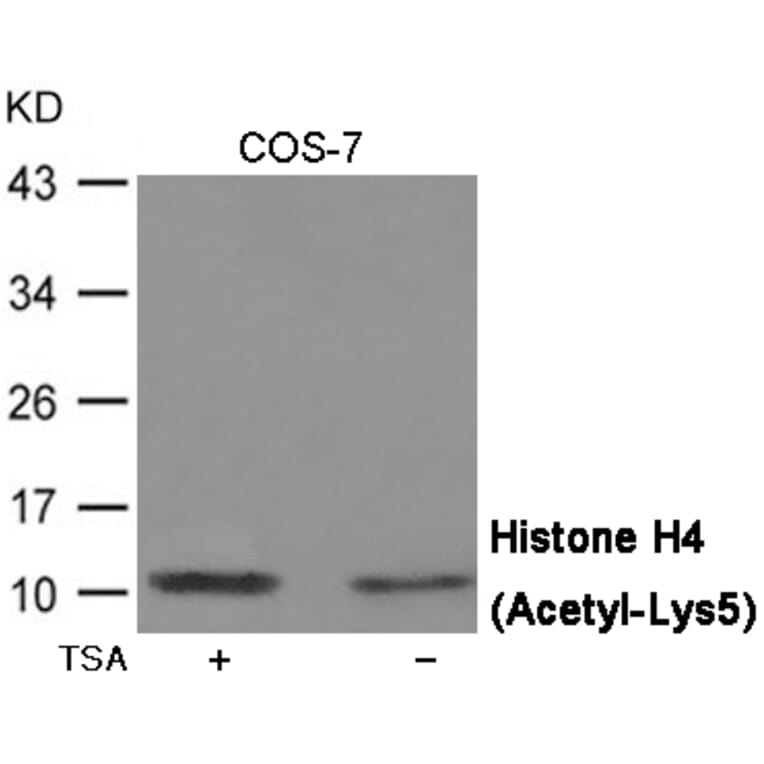Western blot - Histone H4 (Acetyl-Lys5) Antibody from Signalway Antibody (12070) - Antibodies.com