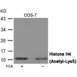 Western blot - Histone H4 (Acetyl-Lys5) Antibody from Signalway Antibody (12070) - Antibodies.com