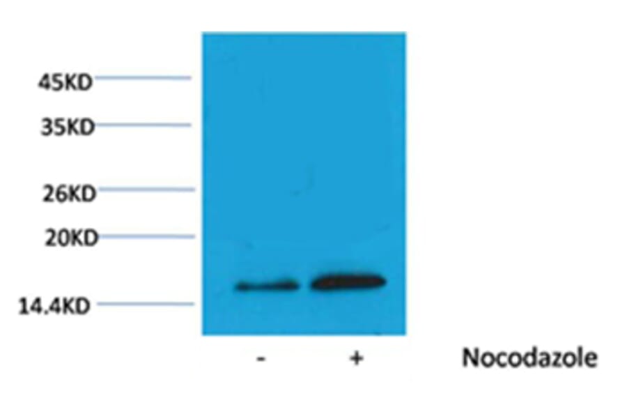 Western blot - Histone H3 (Phospho-Thr3) Rabbit Polyclonal Antibody from Signalway Antibody (12083) - Antibodies.com