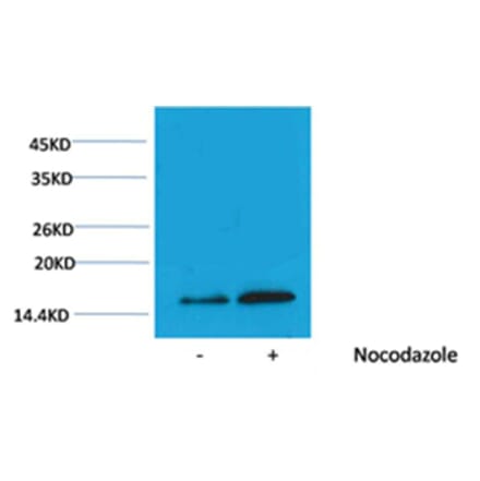 Western blot - Histone H3 (Phospho-Thr3) Rabbit Polyclonal Antibody from Signalway Antibody (12083) - Antibodies.com