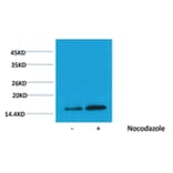 Western blot - Histone H3 (Phospho-Thr3) Rabbit Polyclonal Antibody from Signalway Antibody (12083) - Antibodies.com