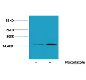 Western blot - Histone H4 (Phospho-Ser1) Rabbit Polyclonal Antibody from Signalway Antibody (12091) - Antibodies.com