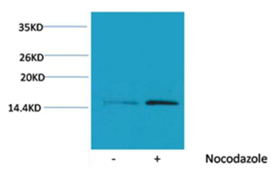 Western blot - Histone H4 (Phospho-Ser1) Rabbit Polyclonal Antibody from Signalway Antibody (12091) - Antibodies.com