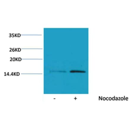 Western blot - Histone H4 (Phospho-Ser1) Rabbit Polyclonal Antibody from Signalway Antibody (12091) - Antibodies.com