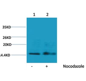 Western blot - Histone H1 (Phospho-Ser1) Rabbit Polyclonal Antibody from Signalway Antibody (12096) - Antibodies.com