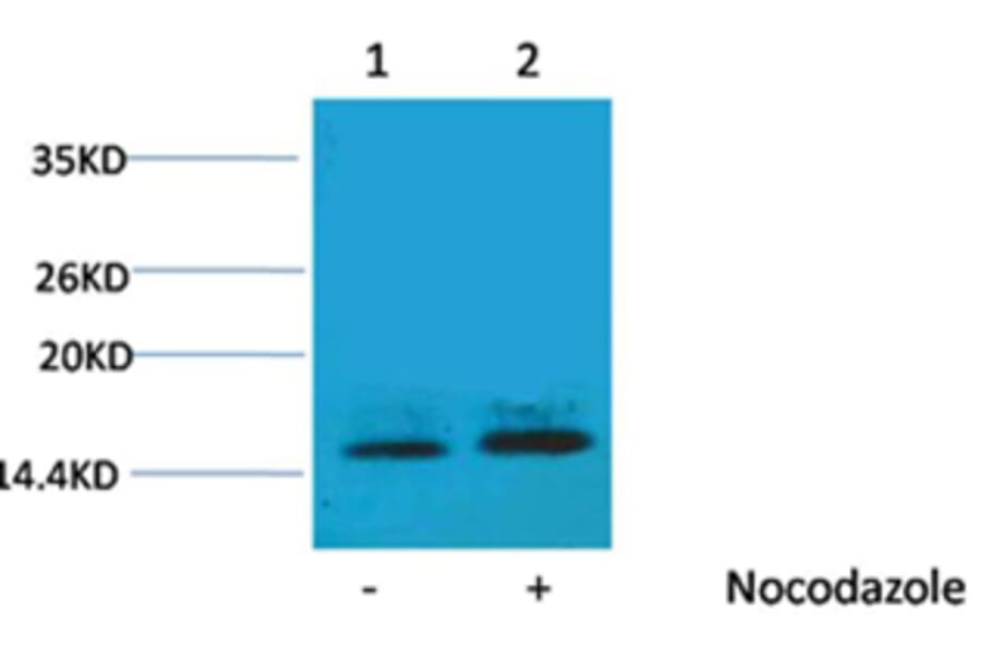Western blot - Histone H1 (Phospho-Thr3) Rabbit Polyclonal Antibody from Signalway Antibody (12097) - Antibodies.com