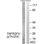 Western blot - TNFRSF5 (Phospho-Thr254) Antibody from Signalway Antibody (12109) - Antibodies.com