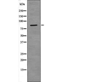 Western blot - PECAM-1 (Phospho-Tyr690) Antibody from Signalway Antibody (12409) - Antibodies.com