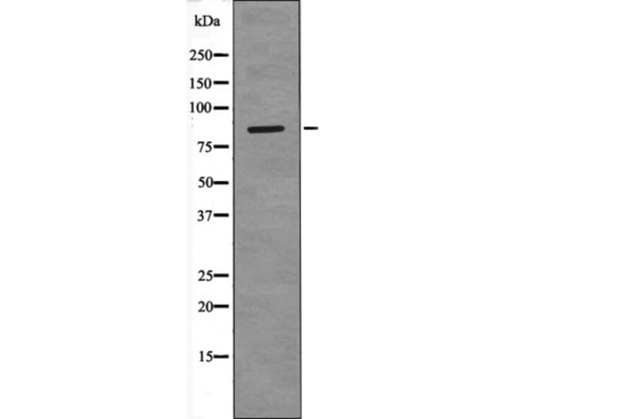Western blot - PECAM-1 (Phospho-Tyr690) Antibody from Signalway Antibody (12409) - Antibodies.com