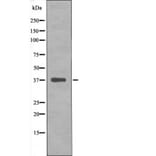 Western blot - C/EBP-α (Phospho-Ser193) Antibody from Signalway Antibody (12422) - Antibodies.com