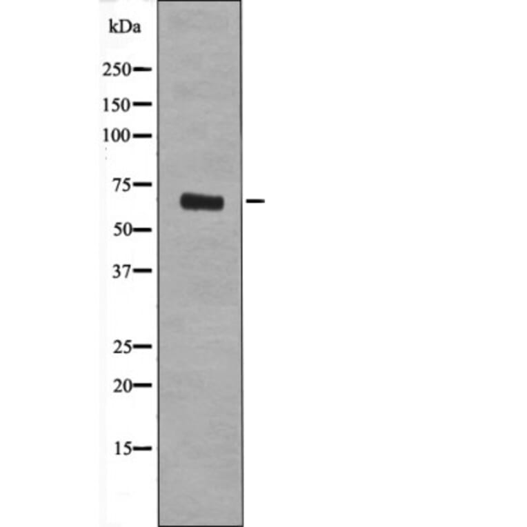Western blot - Rel (Phospho-Ser492/460) Antibody from Signalway Antibody (12484) - Antibodies.com