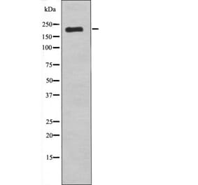 Western blot - VEGFR1 (Phospho-Tyr1242) Antibody from Signalway Antibody (12487) - Antibodies.com