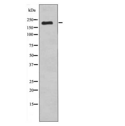 Western blot - VEGFR1 (Phospho-Tyr1242) Antibody from Signalway Antibody (12487) - Antibodies.com