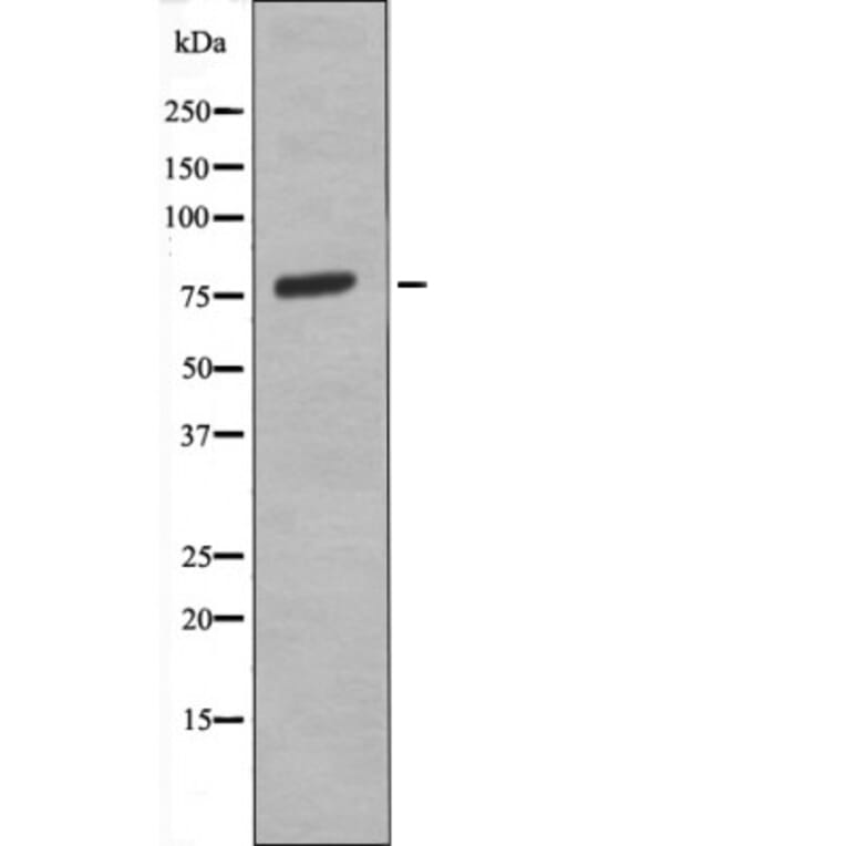Western blot - eIF2B-ε (Phospho-Ser525) Antibody from Signalway Antibody (12551) - Antibodies.com