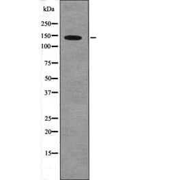 Western blot - PDGFRa (Phospho-Tyr1018) Antibody from Signalway Antibody (12560) - Antibodies.com