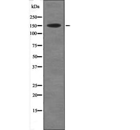 Western blot - Acinus (Phospho-Ser1180) Antibody from Signalway Antibody (12570) - Antibodies.com