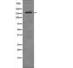 Western blot - PPARBP (Phospho-Thr1032) Antibody from Signalway Antibody (12627) - Antibodies.com