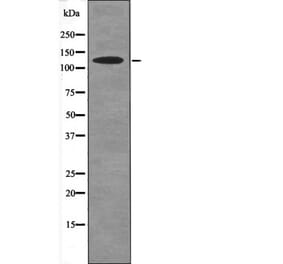 Western blot - SREBP-2 (Phospho-Ser455) Antibody from Signalway Antibody (12641) - Antibodies.com