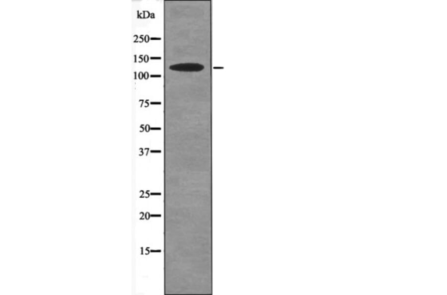 Western blot - SREBP-2 (Phospho-Ser455) Antibody from Signalway Antibody (12641) - Antibodies.com