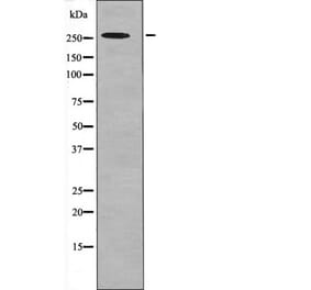 Western blot - POLR2A (Phospho-Ser1616) Antibody from Signalway Antibody (12664) - Antibodies.com