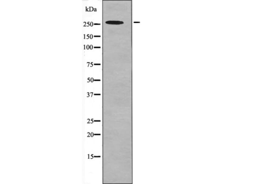 Western blot - POLR2A (Phospho-Ser1616) Antibody from Signalway Antibody (12664) - Antibodies.com