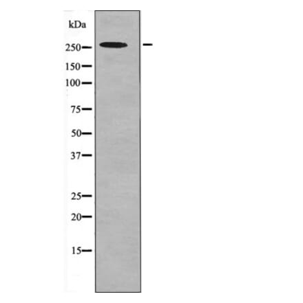 Western blot - POLR2A (Phospho-Ser1616) Antibody from Signalway Antibody (12664) - Antibodies.com