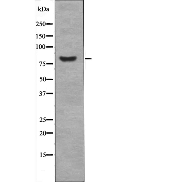 Western blot - PECAM-1 (Phospho-Tyr690) Antibody from Signalway Antibody (12734) - Antibodies.com