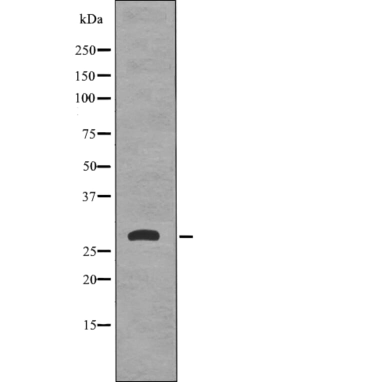 Western blot - 14-3-3σ (Phospho-Ser186) Antibody from Signalway Antibody (12739) - Antibodies.com