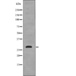 Western blot - 14-3-3σ (Phospho-Ser186) Antibody from Signalway Antibody (12739) - Antibodies.com