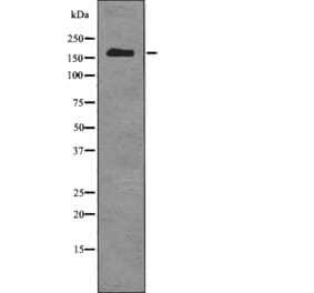 Western blot - TOPBP1 (Phospho-Ser1159) Antibody from Signalway Antibody (12786) - Antibodies.com