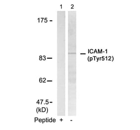 Western blot - ICAM-1 (Phospho-Tyr512) Antibody from Signalway Antibody (11083) - Antibodies.com