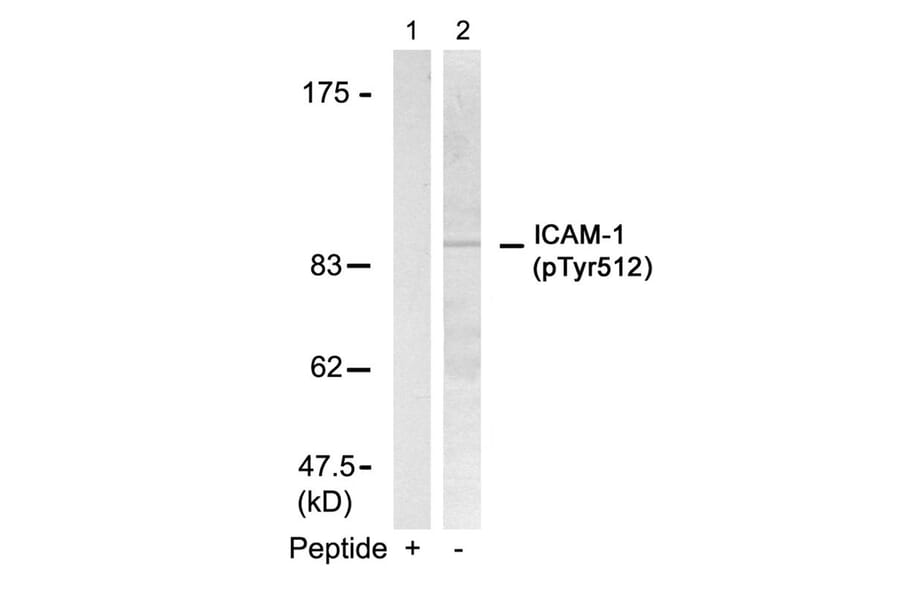 Western blot - ICAM-1 (Phospho-Tyr512) Antibody from Signalway Antibody (11083) - Antibodies.com