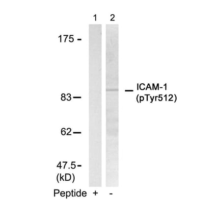 Western blot - ICAM-1 (Phospho-Tyr512) Antibody from Signalway Antibody (11083) - Antibodies.com