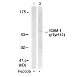 Western blot - ICAM-1 (Phospho-Tyr512) Antibody from Signalway Antibody (11083) - Antibodies.com