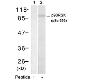 Western blot - p90RSK (Phospho-Ser352) Antibody from Signalway Antibody (11113) - Antibodies.com